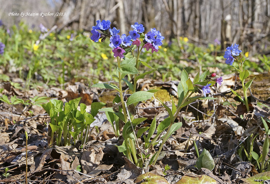 Медуница неясная (Pulmonaria obscura)