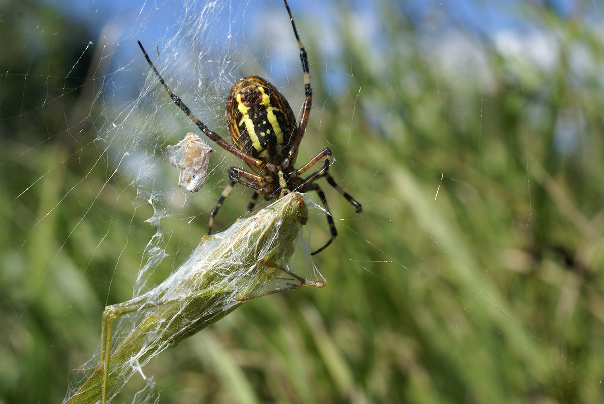 Аргиопа (Argiope bruennichi)
