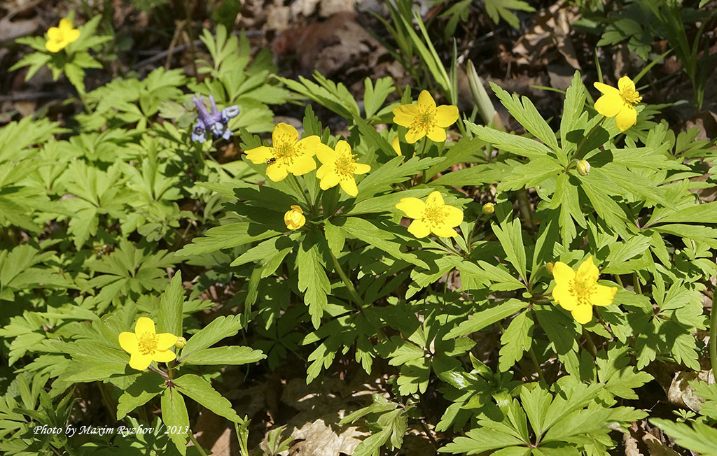 Ветренница лютиковая (Anemone ranunculoides).