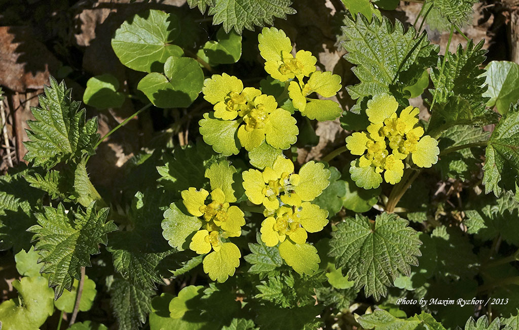Селезёночник очереднолистный (Chrysosplenium alternifolium)