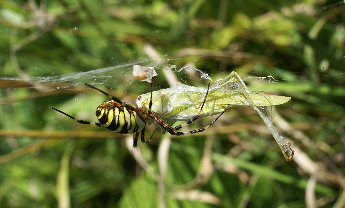 Аргиопа (Argiope bruennichi)