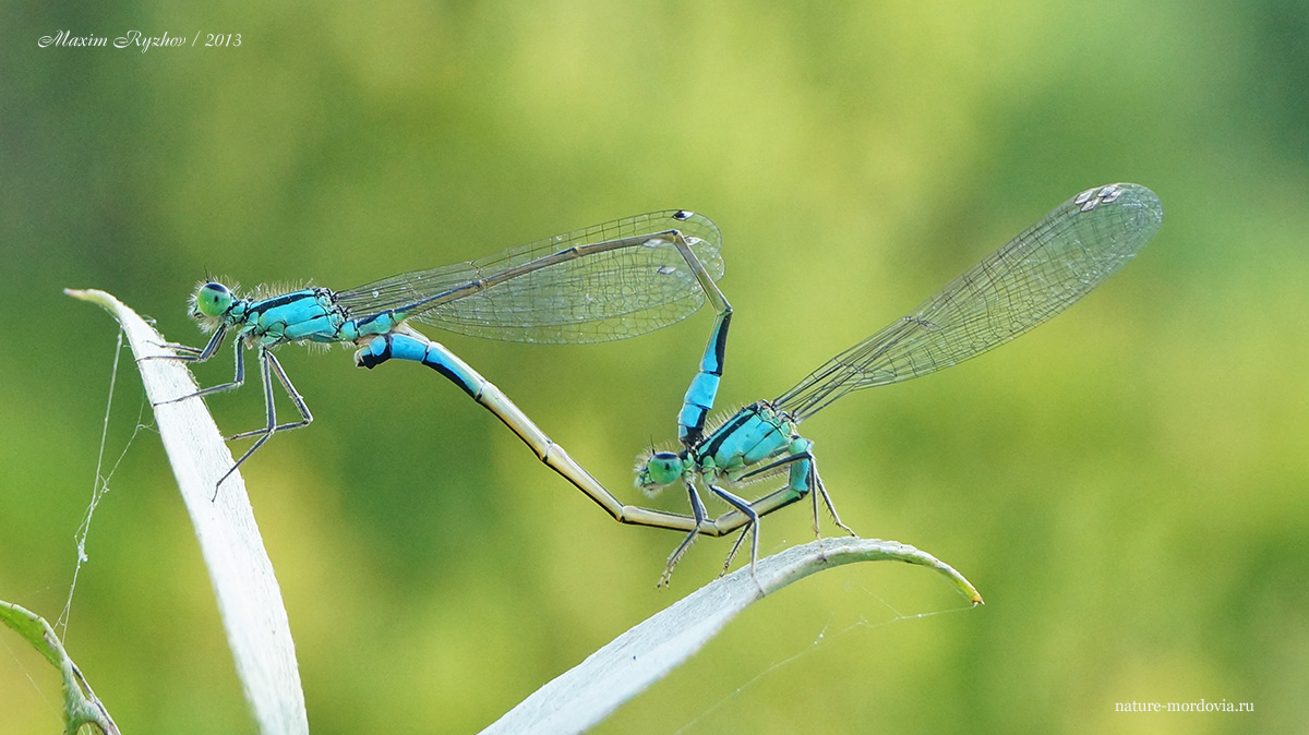 Спаривание стрелок изящных (Ischnura elegans).