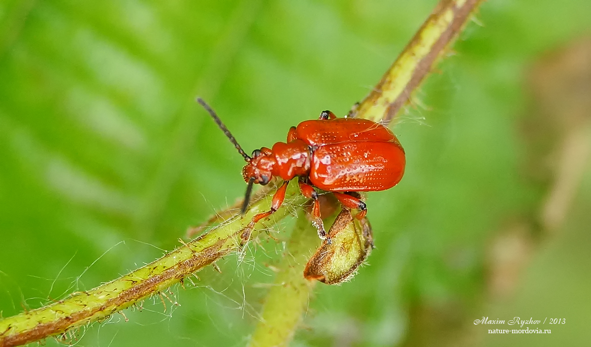 Луковая трещалка (Lilioceris merdigera)