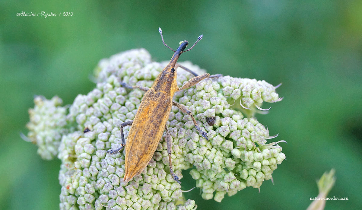 Фрачник обыкновенный (Lixus iridis)