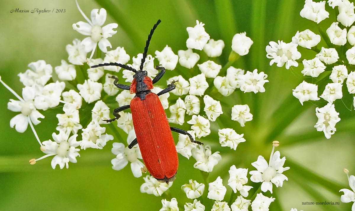 Кровавый краснокрыл (Lygistopterus sanguineus)