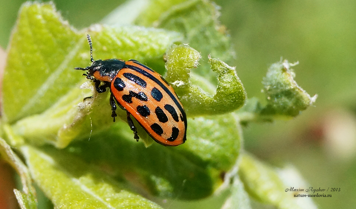 Двадцатиточечный листоед (Chrysomela vigintipunctata)