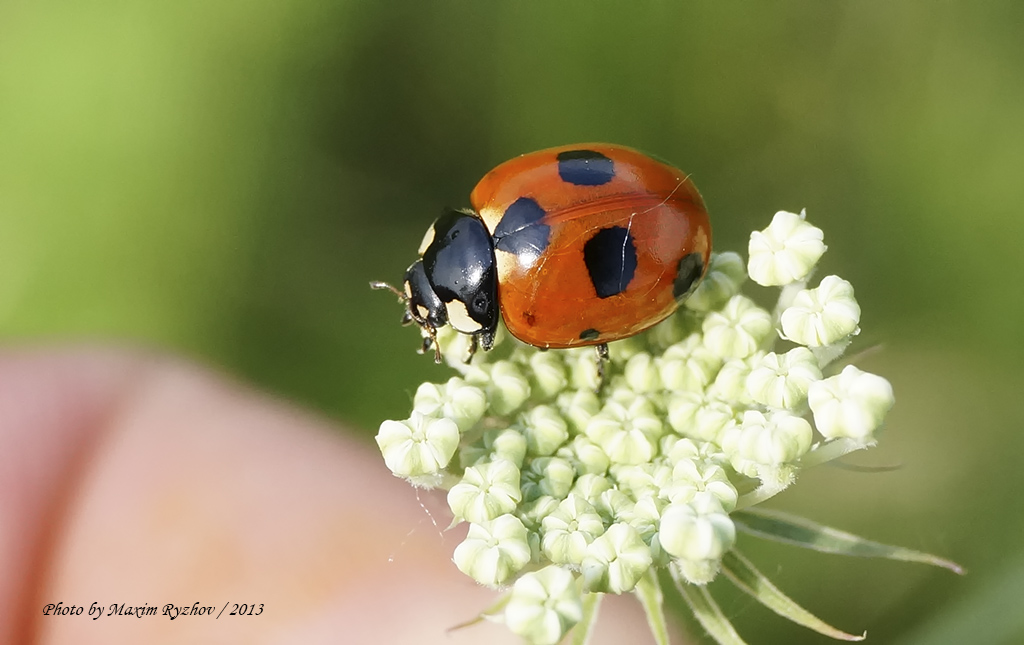 Коровка великолепная (Coccinella magnifica)