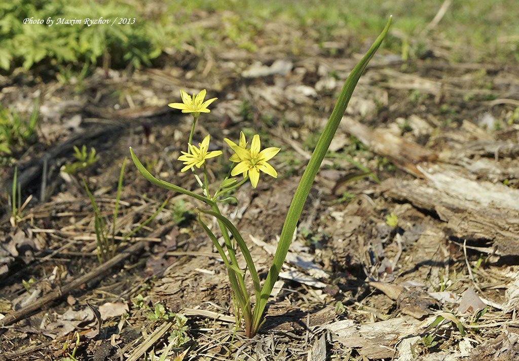 Гусиный лук (Gagea lutea)