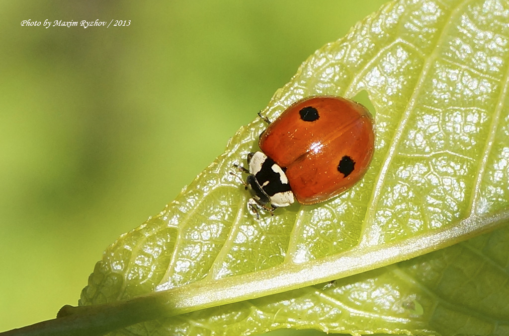 Коровка двухточечная (Adalia bipunctata)