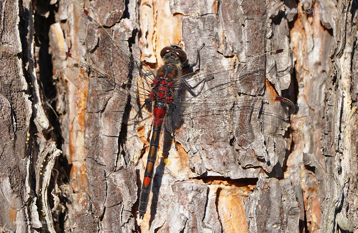 Стрекоза красная (Leucorrhinia rubicunda)