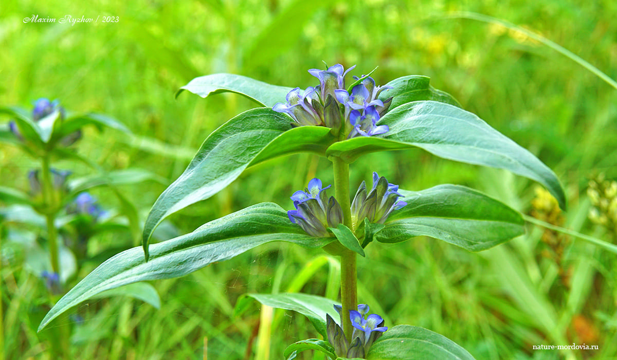 Горечавка крестовидная (Gentiana cruciata)