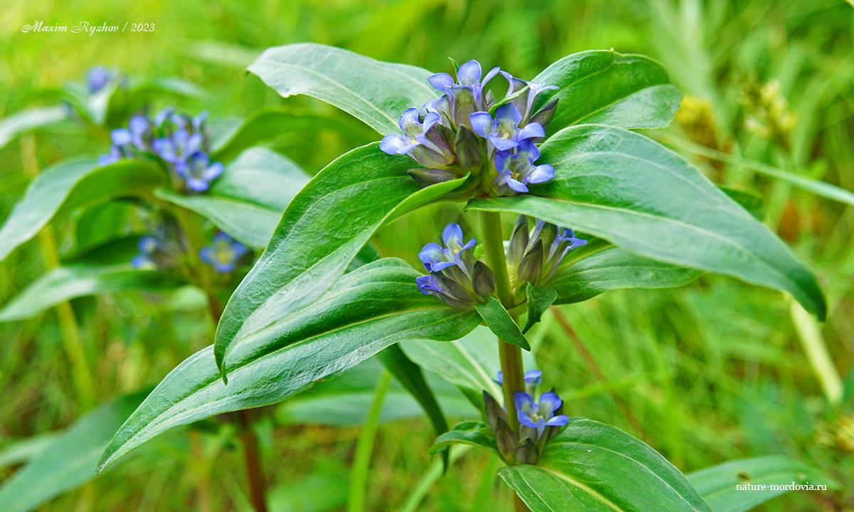 Горечавка крестовидная (Gentiana cruciata)