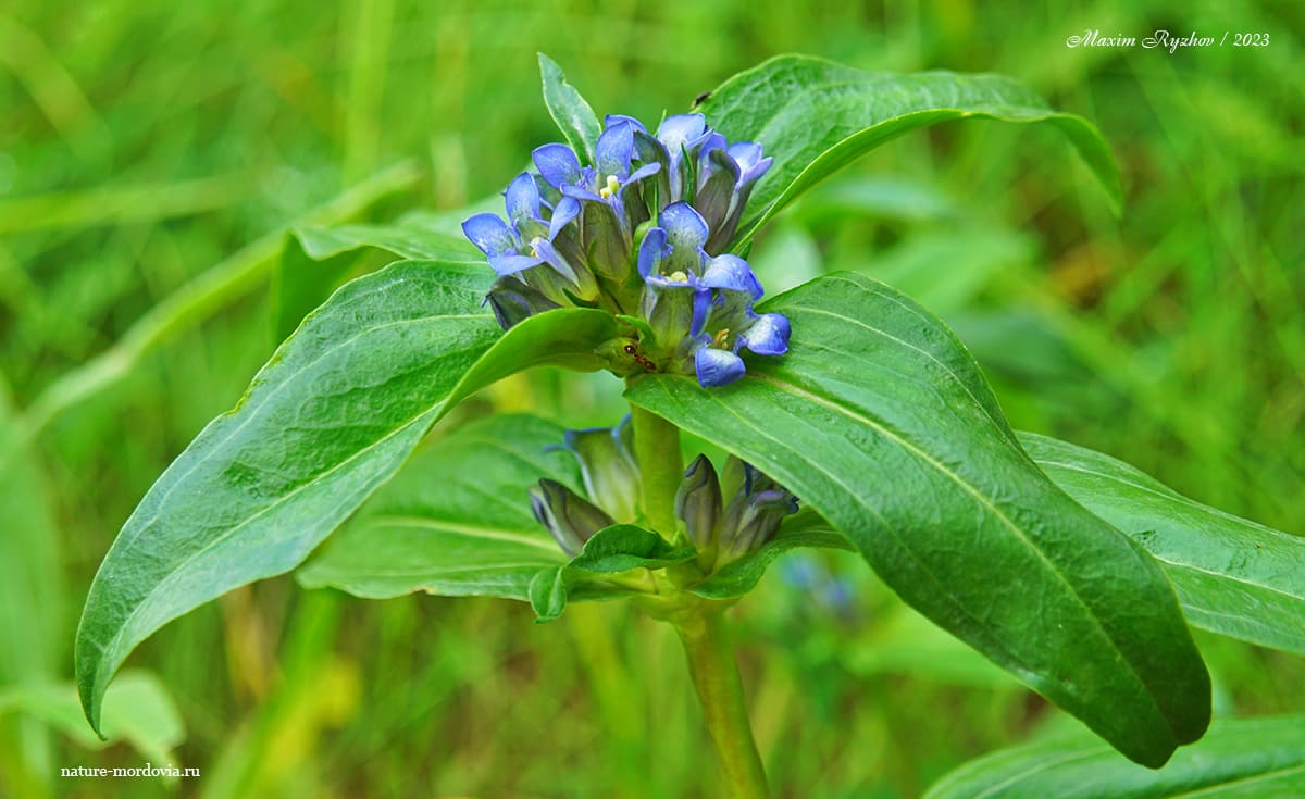 Горечавка крестовидная (Gentiana cruciata)