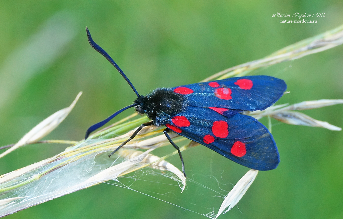 Пестрянка луговая Zygaena lonicerae.