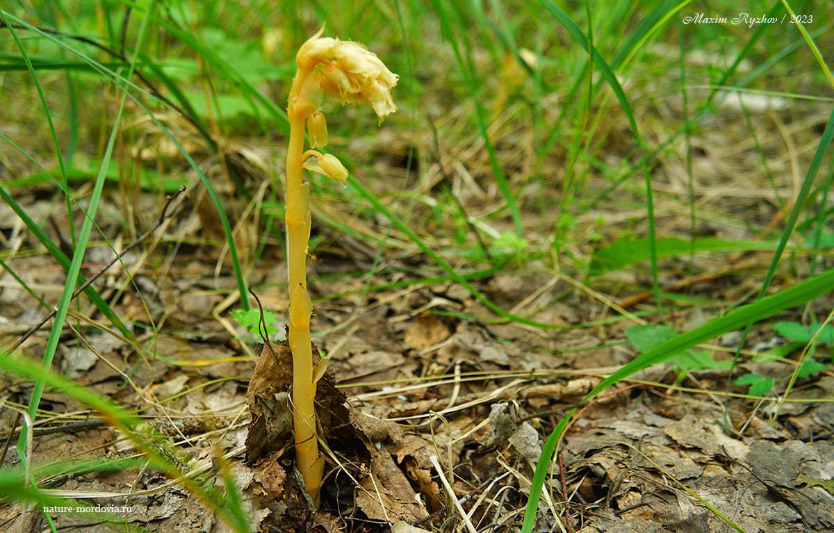 Подъельник обыкновенный (Monotropa hypopitys)