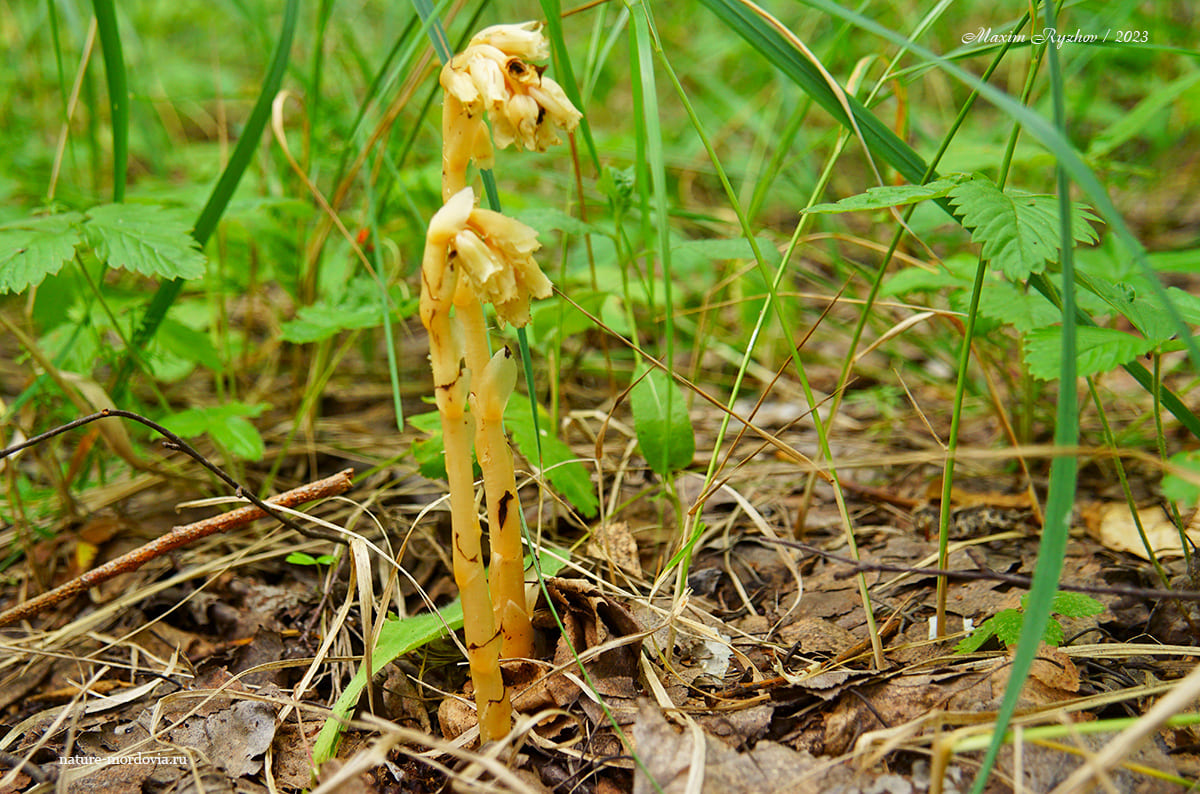 Подъельник обыкновенный (Monotropa hypopitys)