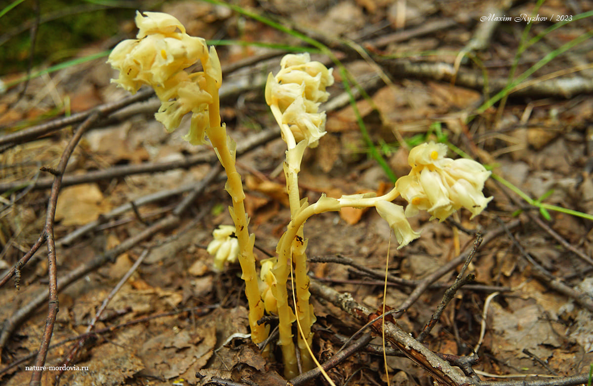 Подъельник обыкновенный (Monotropa hypopitys)