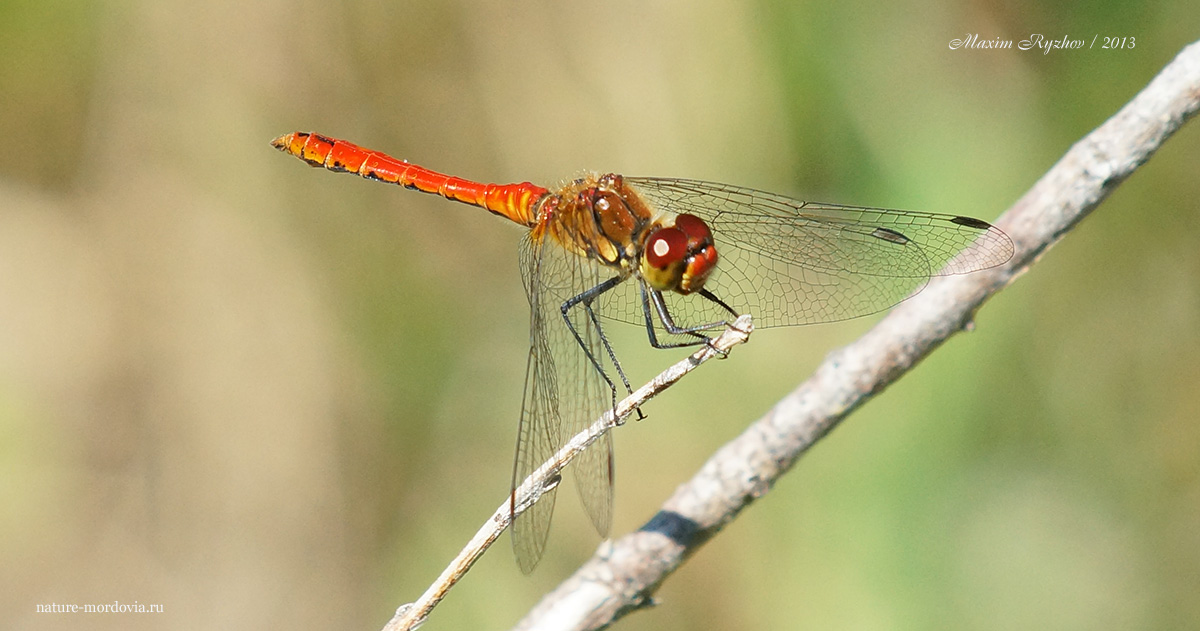 Стрекоза кроваво-красная (Sympetrum sanguineum)