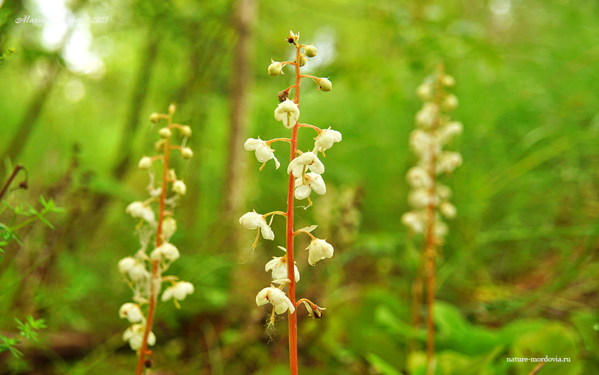Грушанка круглолистная (Pyrola rotundifolia)