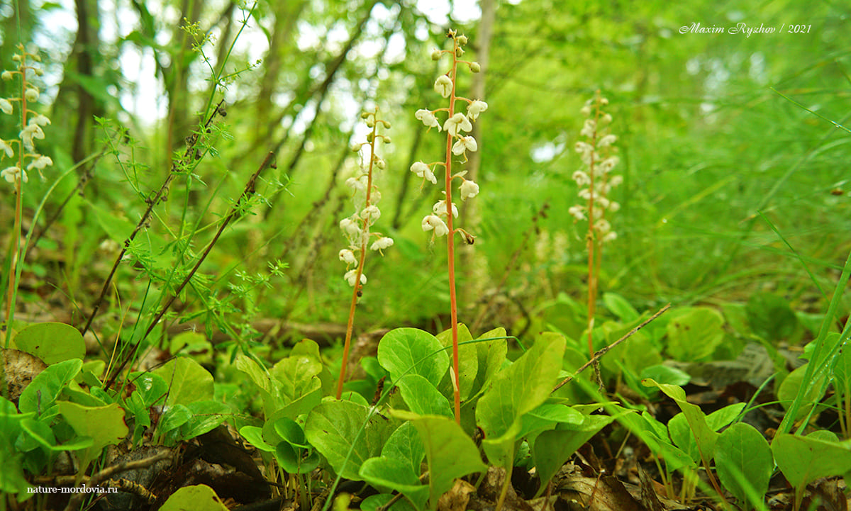 Грушанка круглолистная (Pyrola rotundifolia)