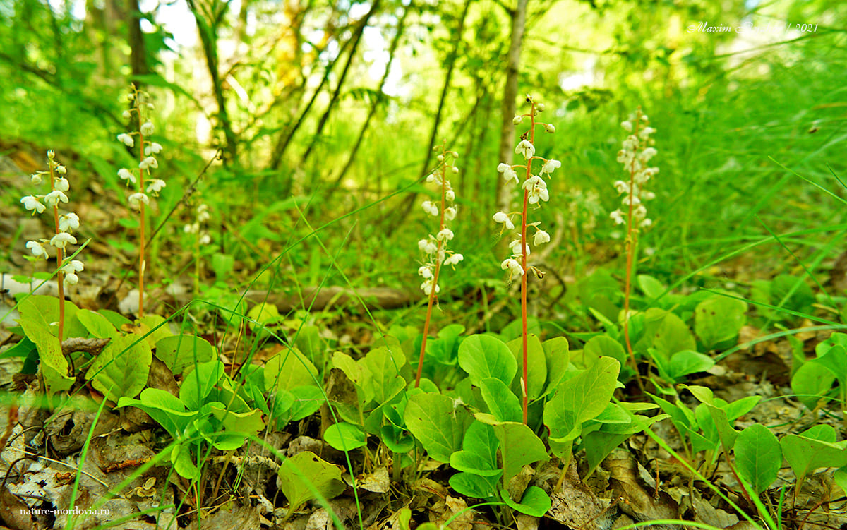 Грушанка круглолистная (Pyrola rotundifolia)