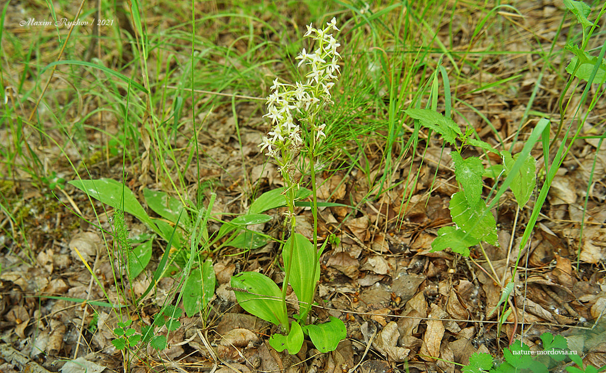 Любка двулистная (Platanthera bifolia)