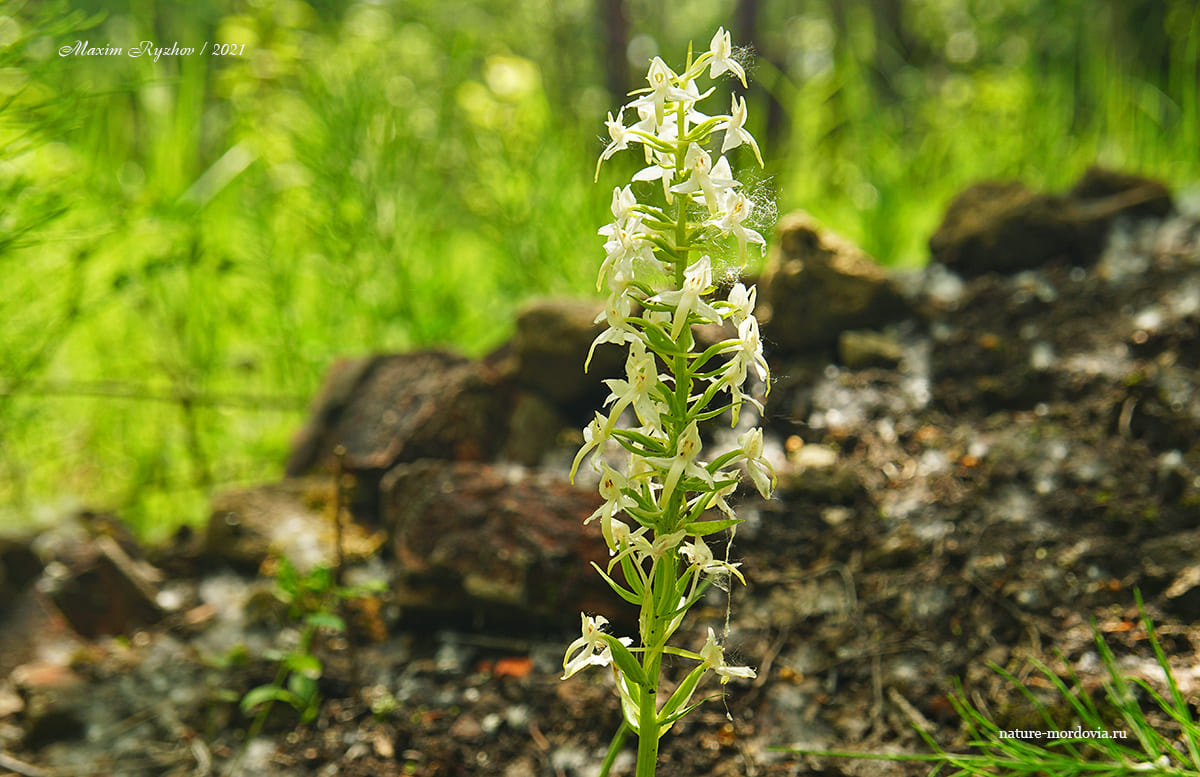 Любка двулистная (Platanthera bifolia)