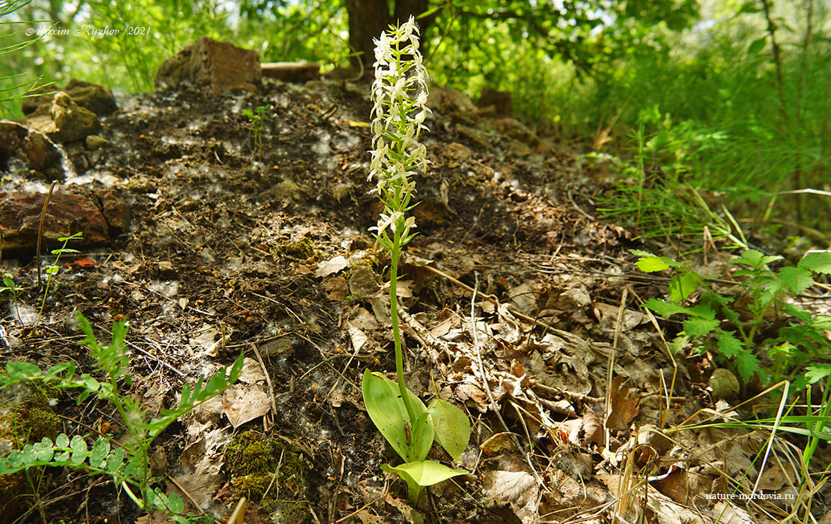 Любка двулистная (Platanthera bifolia)