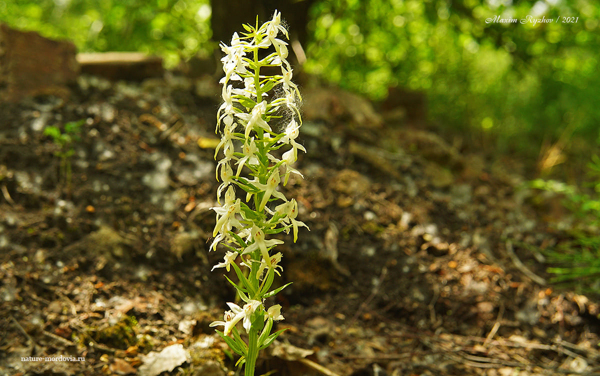 Любка двулистная (Platanthera bifolia)