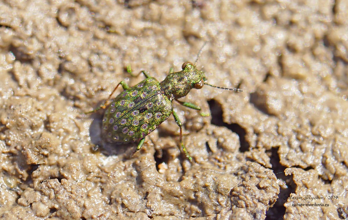Тинник береговой Elaphrus riparius