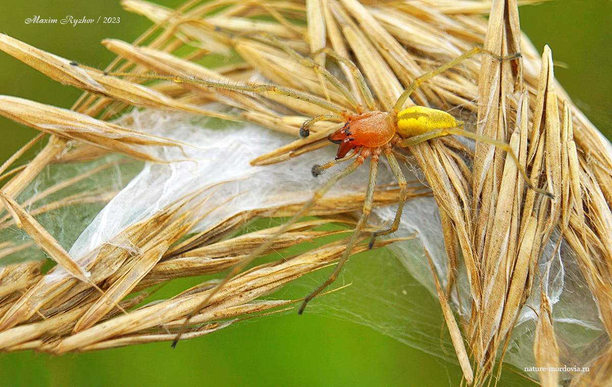 Желтосумный колющий паук (Cheiracanthium punctorium) 