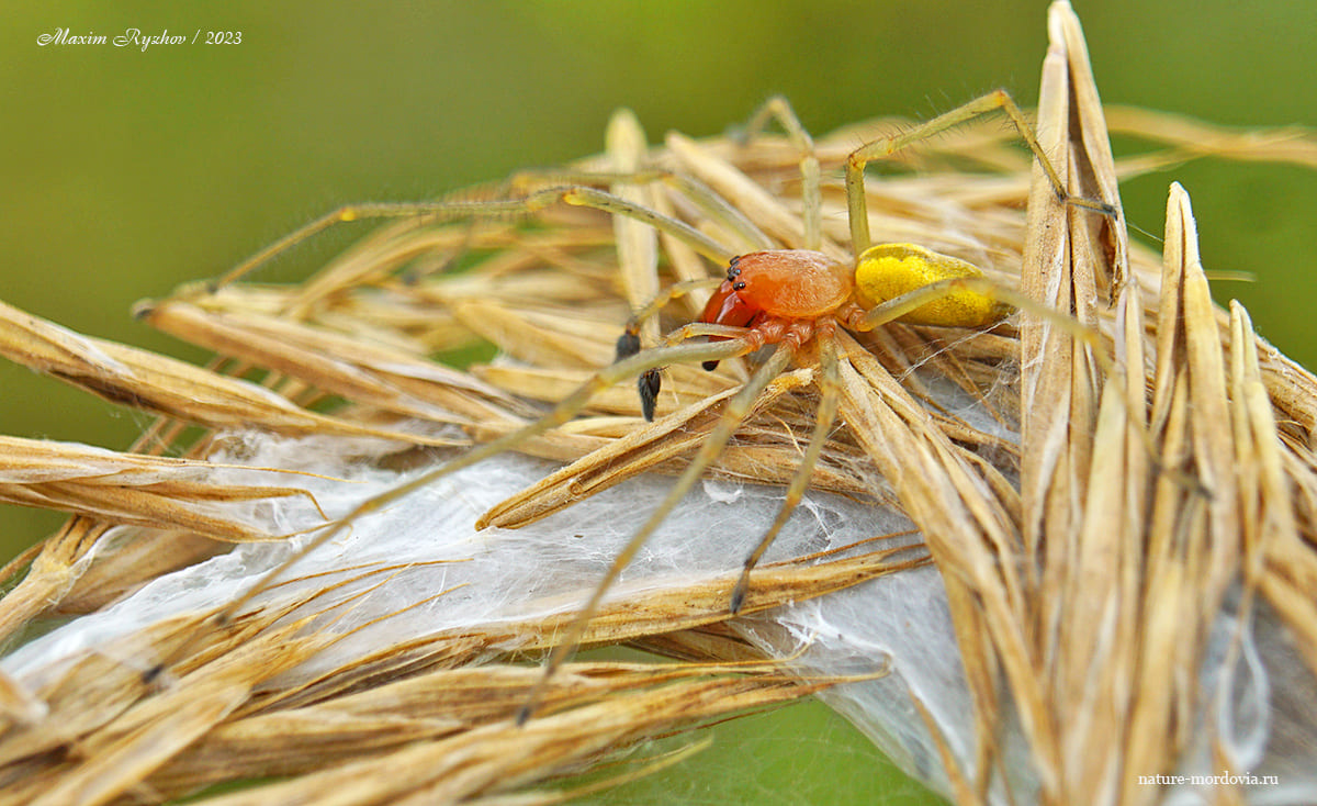 Желтосумный колющий паук (Cheiracanthium punctorium) 