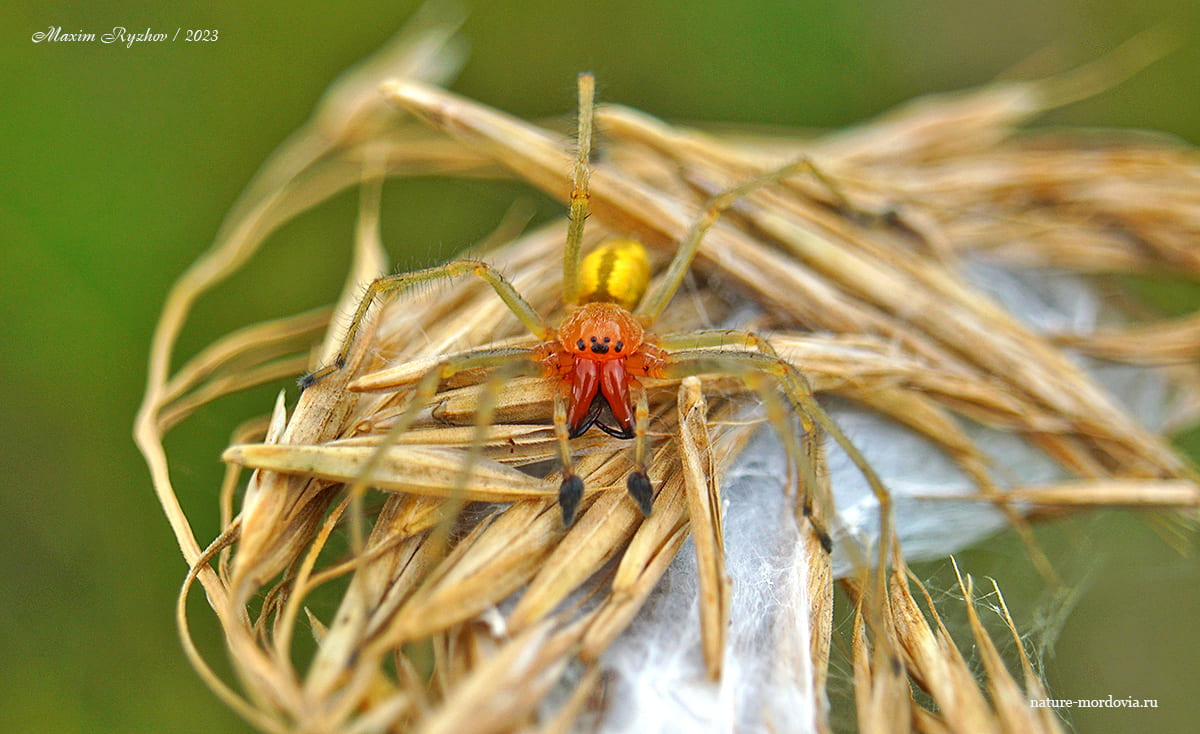 Желтосумный колющий паук (Cheiracanthium punctorium) 