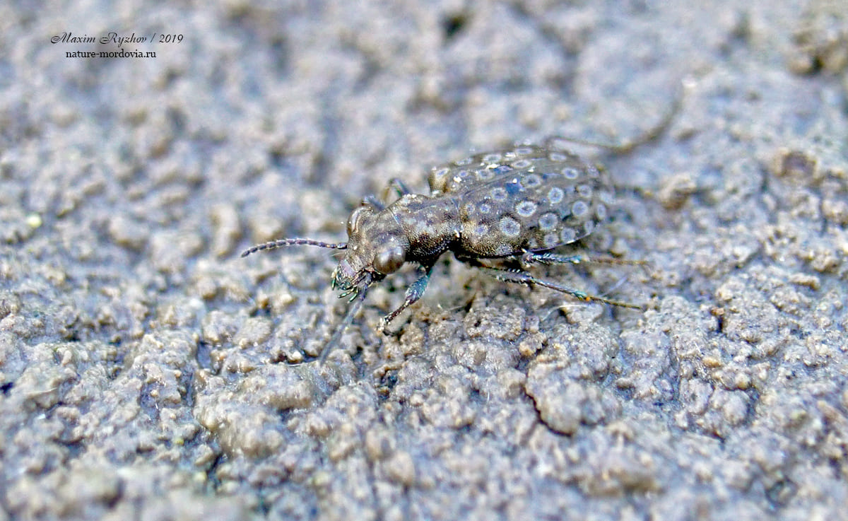 Тинник медный Elaphrus cupreus