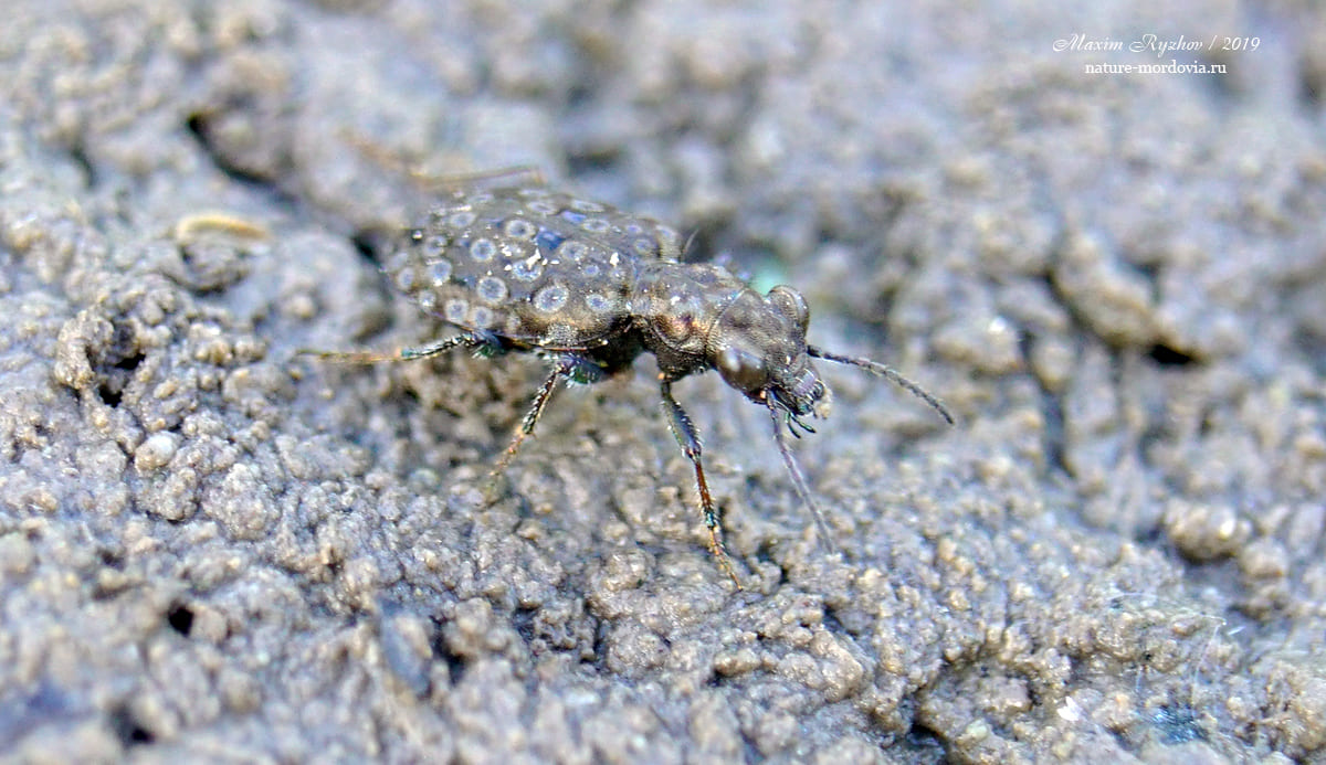 Тинник медный Elaphrus cupreus