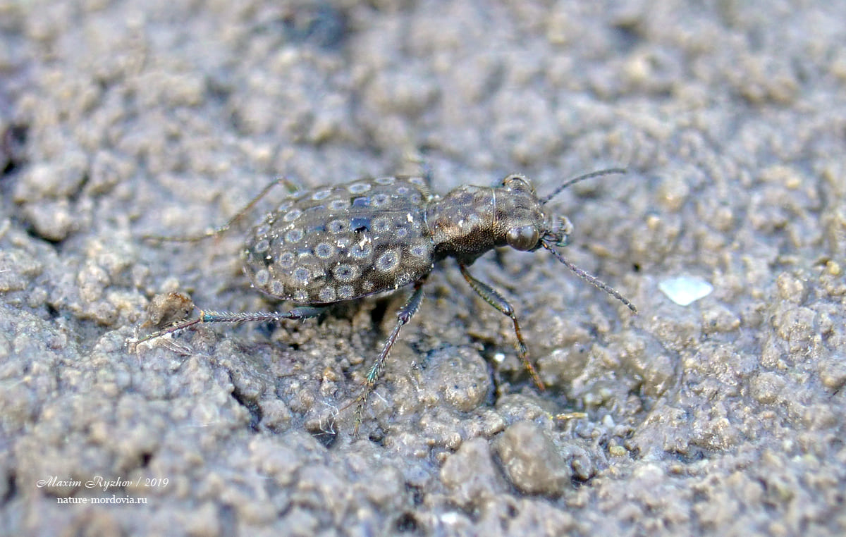 Тинник медный Elaphrus cupreus