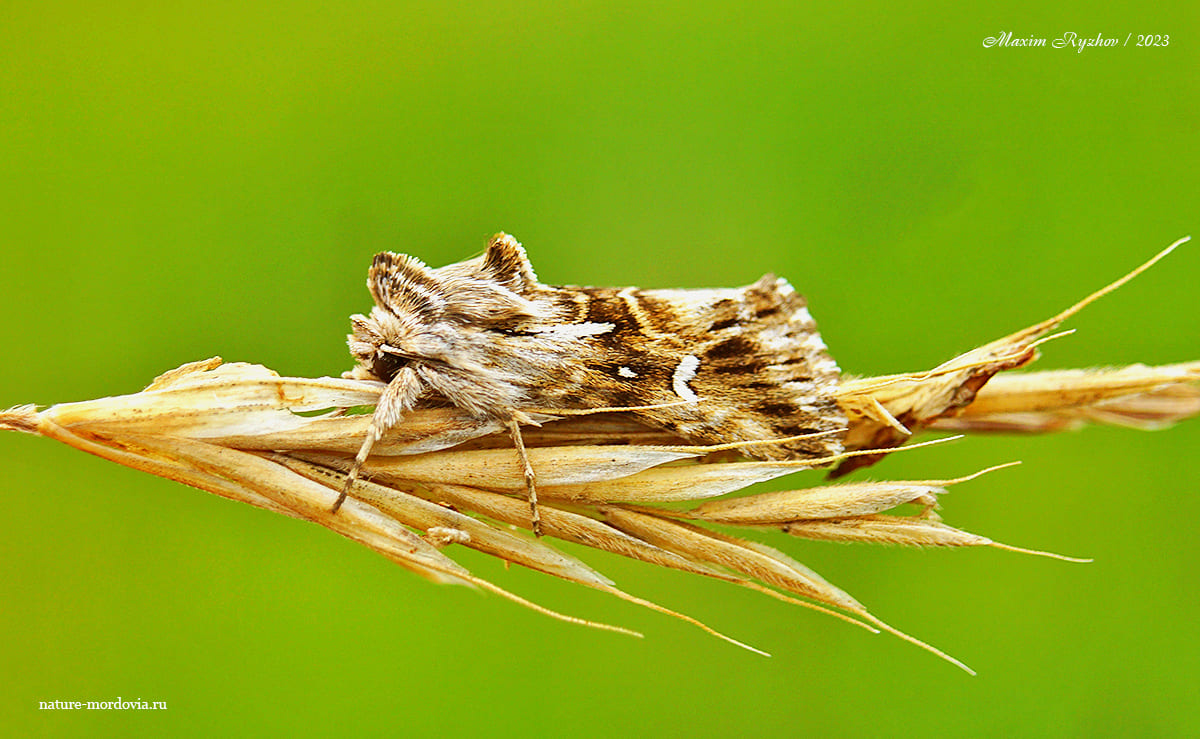 Совка-луночка (Calophasia lunula)