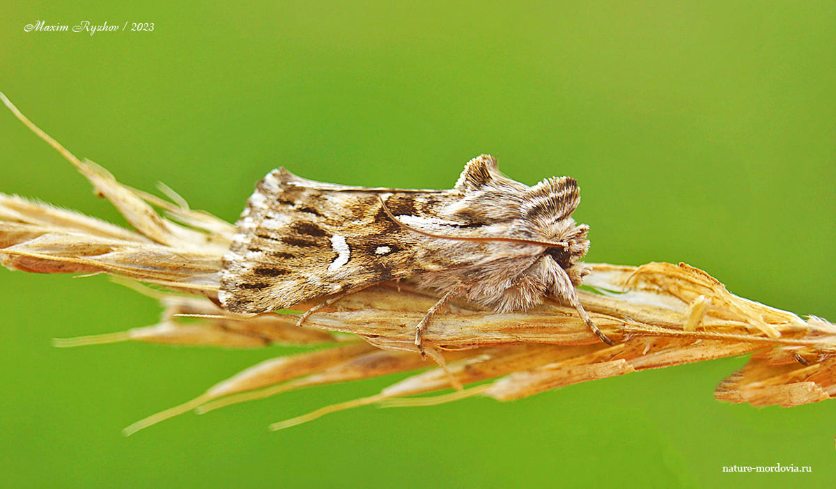 Совка-луночка (Calophasia lunula)