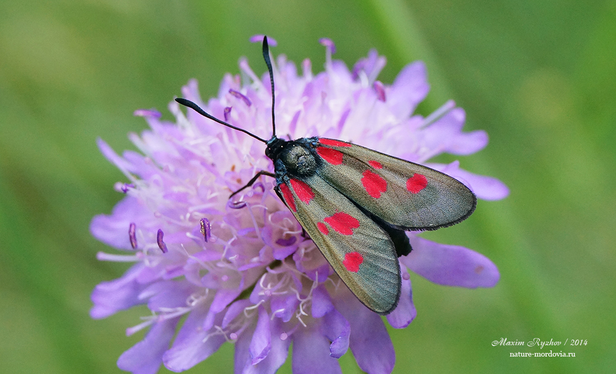 Пестрянка горошковая Zygaena viciae