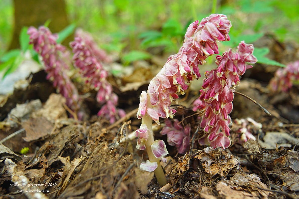 Петров крест чешуйчатый (Lathraea squamaria)