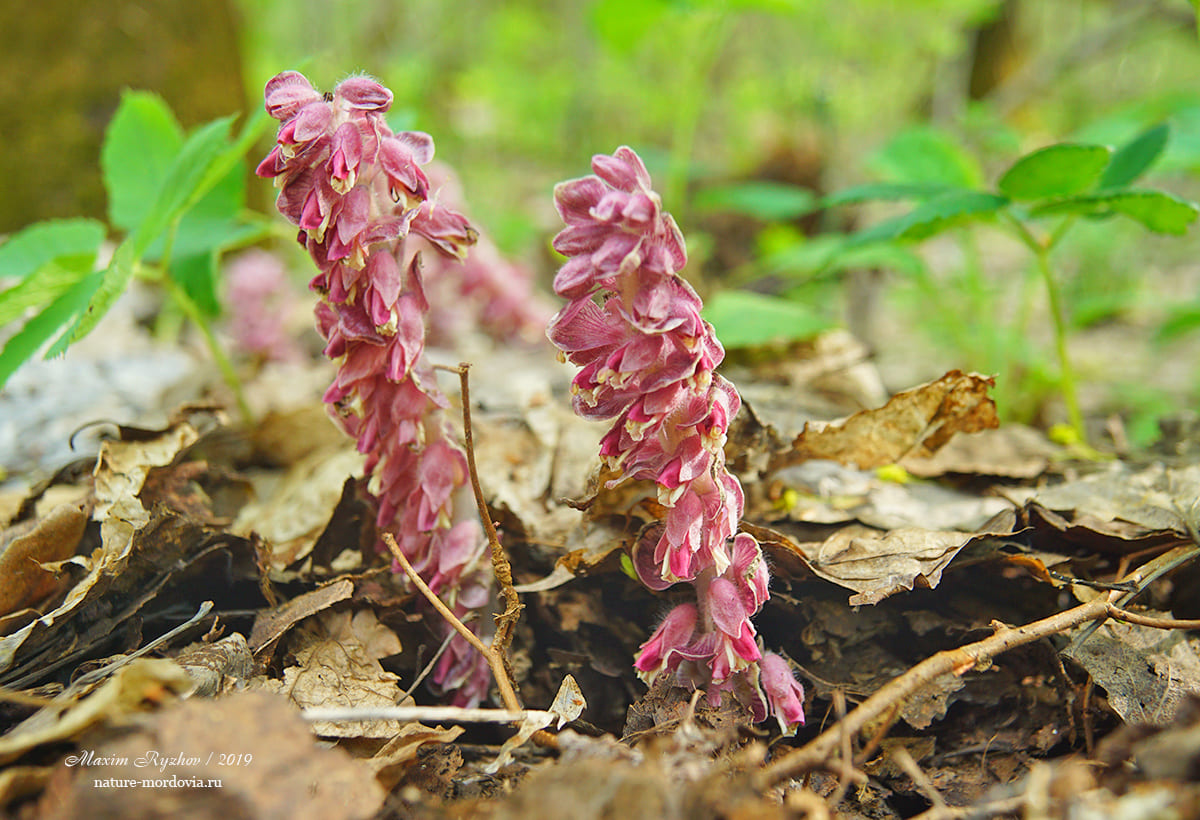 Петров крест чешуйчатый (Lathraea squamaria)