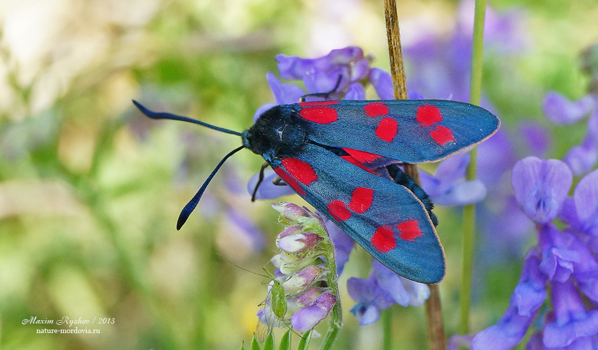 Пестрянка таволговая Zygaena filipendulae