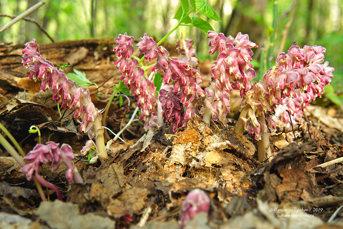 Петров крест чешуйчатый (Lathraea squamaria)