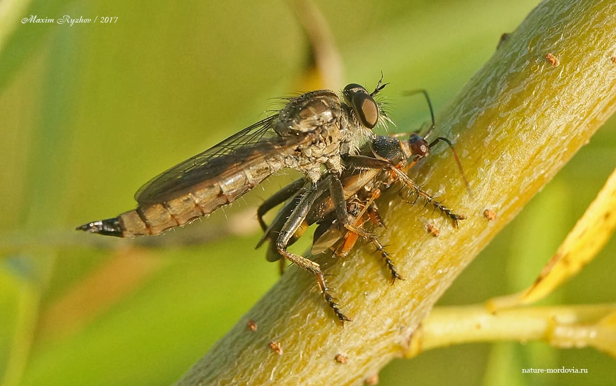 Толмерус черноволосый (Tolmerus atricapillus)