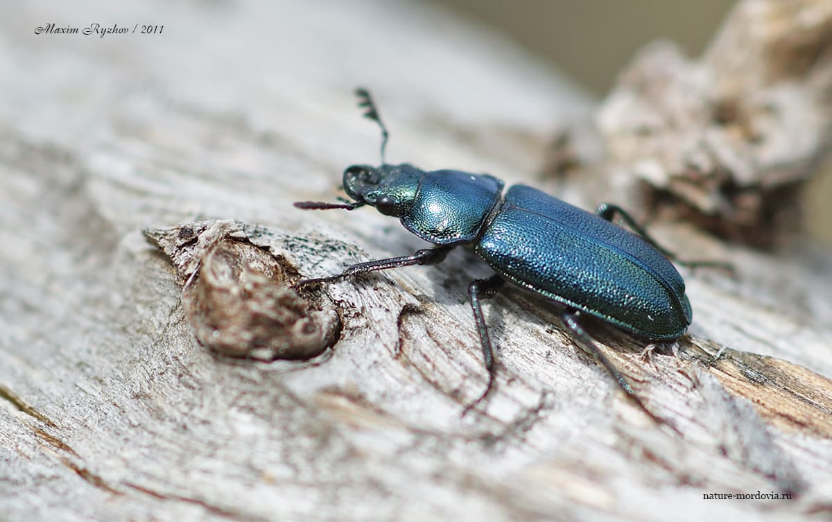 Рогач синий (Platycerus caraboides)