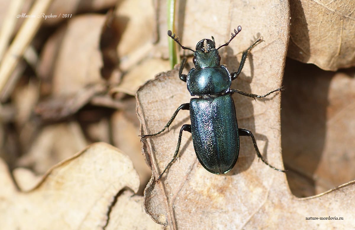 Рогач синий (Platycerus caraboides)