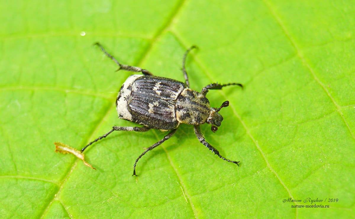 Пестряк короткокрылый (Valgus hemipterus)