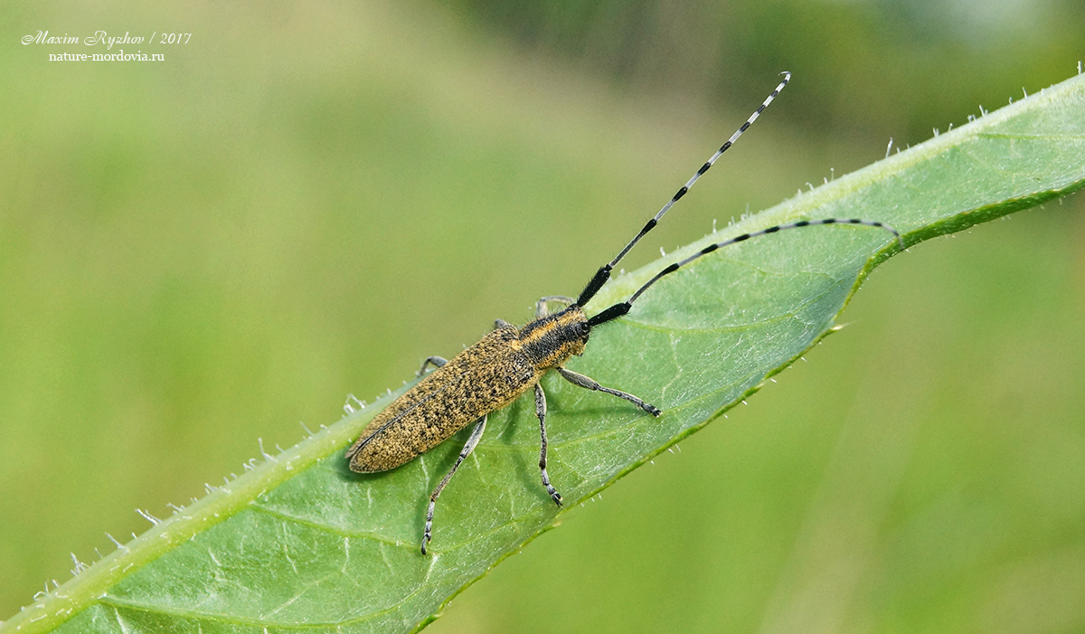 Агапантия обыкновенная (Agapanthia villosoviridescens)