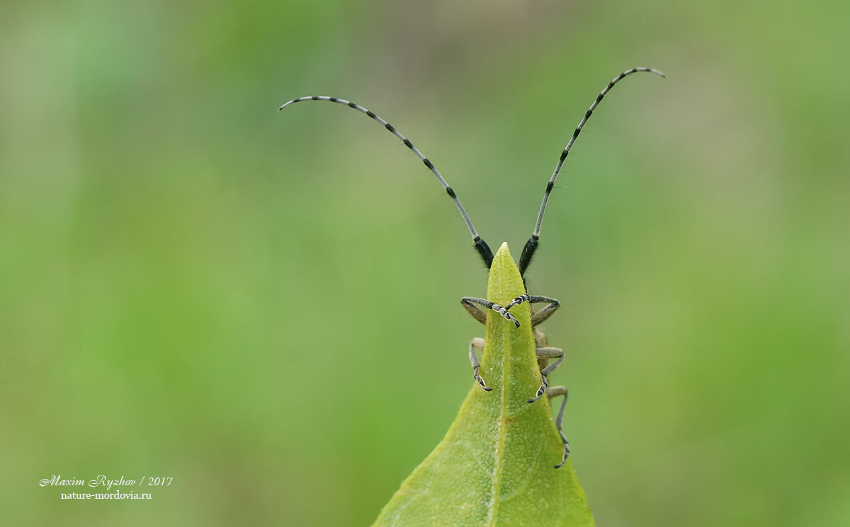 Агапантия обыкновенная (Agapanthia villosoviridescens)
