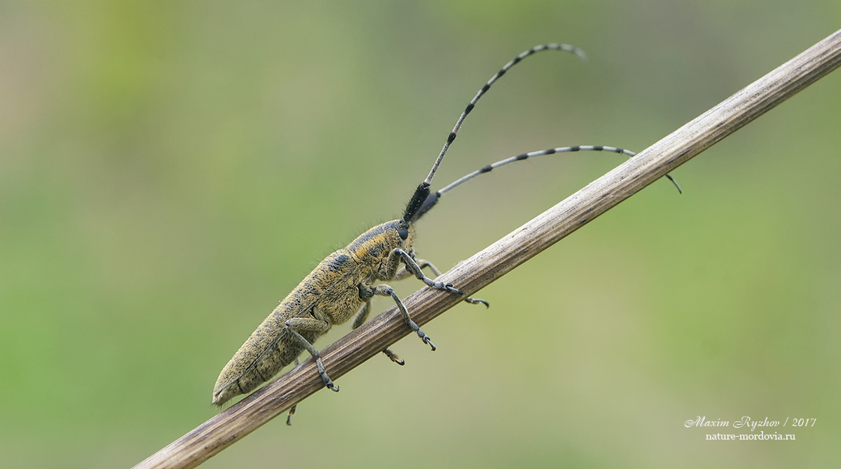 Агапантия обыкновенная (Agapanthia villosoviridescens)